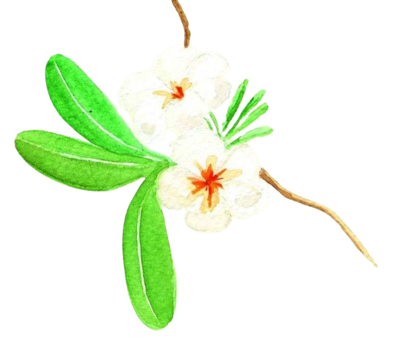 Luxury Fine Dining in Udaipur